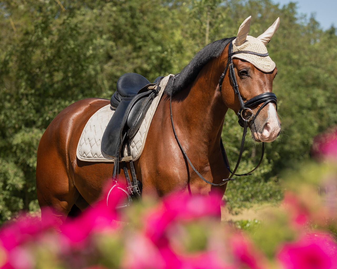 Ohrenhaube Fading