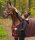 Reitjacke Jenny