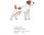 Bruststick Jack Russel Terrier