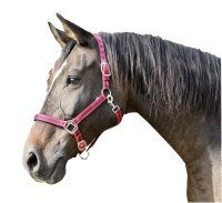 Halfter Mustang