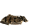 Rinderpansen