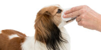 Eye Care Augenpflege Pads