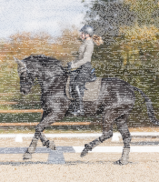 Dressurgamasche Pegasus