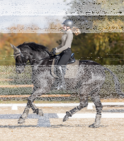 Schabracke Pegasus
