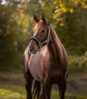 Halfter Pegasus