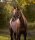 Halfter Pegasus