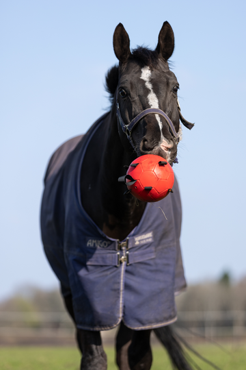 Maximus Fun Ball