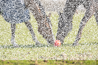 Maximus Fun Ball