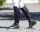 Reitstiefel Tamar