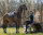 Eventing Gamaschen vorderbein technical