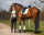 Reitlegging Eden Vollbesatz