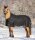 SCANDIC Outdoordecke
