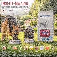 Insect-Mazing